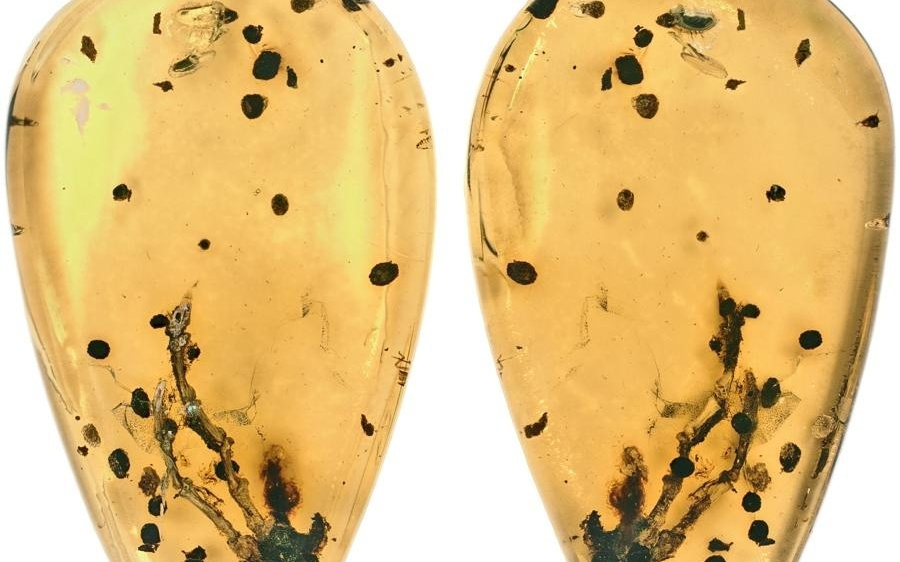 骨巨细胞瘤一亿年前就存在？中国主导，首次琥珀中发现病变直接证据