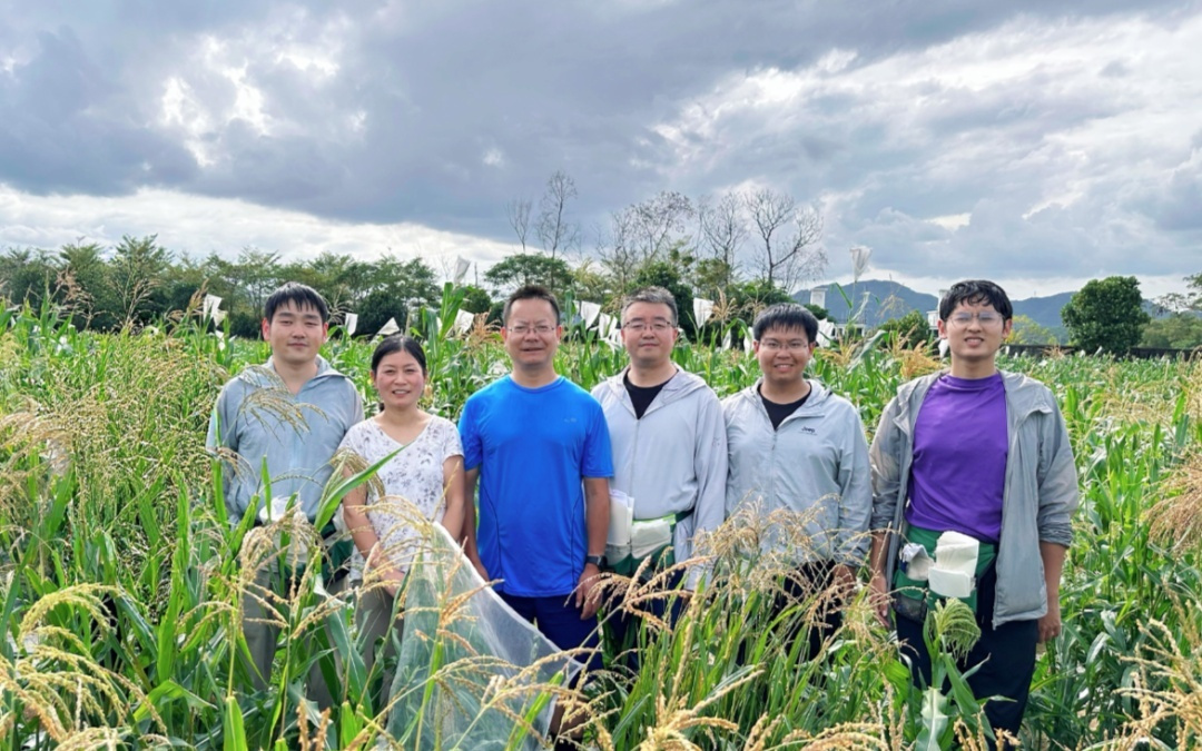 科学家找回玉米丢失9000年的高蛋白基因，饲料蛋白格局有望重塑丨智享解读