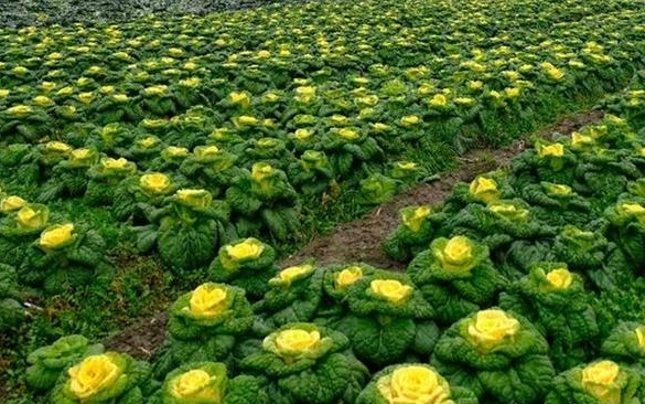 精准育种+绿色肥业，南京农业大学两项成果获江苏省科技奖