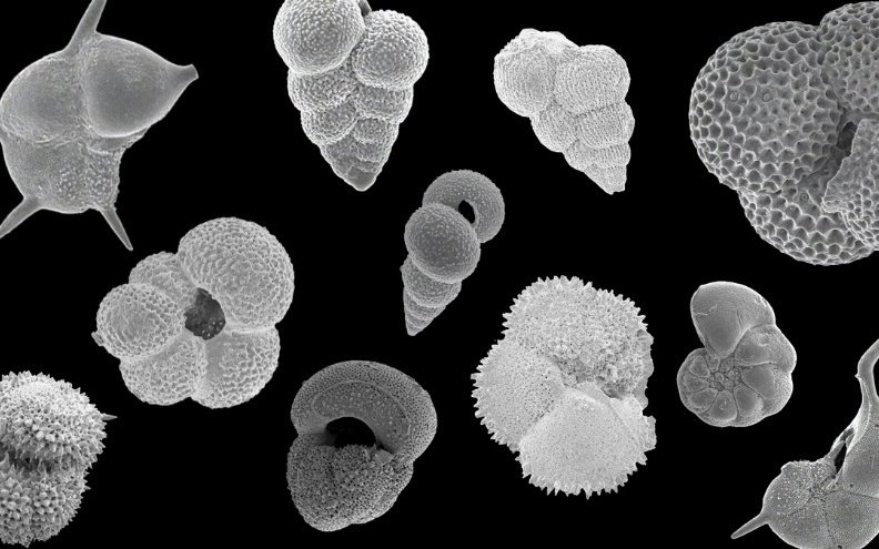 3400万年前，全球忽然跌入“冰室”，海洋生命却并未“一刀切”灭绝？