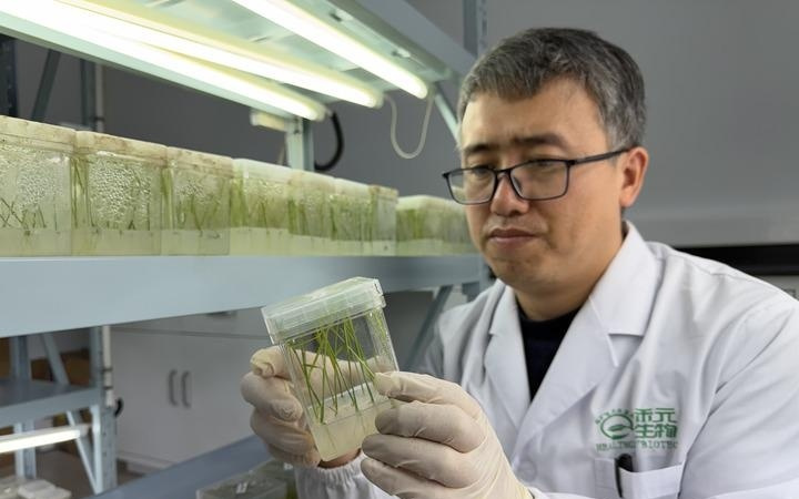 一粒稻米，如何变身“黄金救命药”？