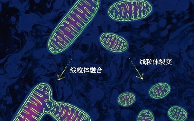 熬大夜的严重后果：全脑氧化，线粒体疯狂开裂，变小又变少