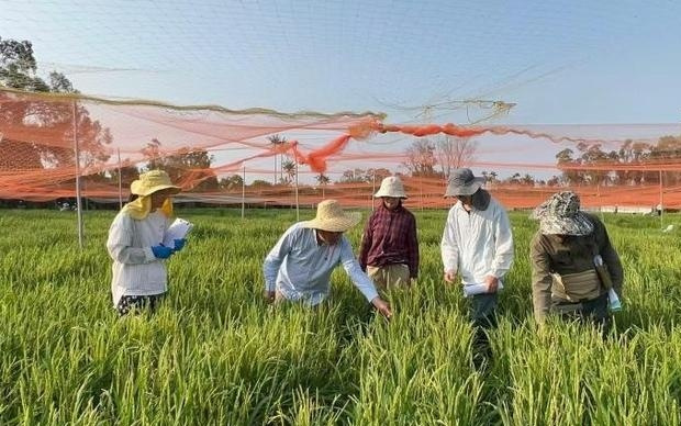 助粮食安全 科研团队在水稻生物育种上取得新突破