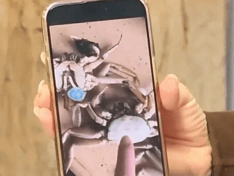 AI合成6只“死螃蟹”视频，骗取商家195元退款！买家被拘8日