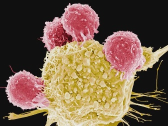 纳米颗粒在人体内“教导”T细胞精准“杀敌”