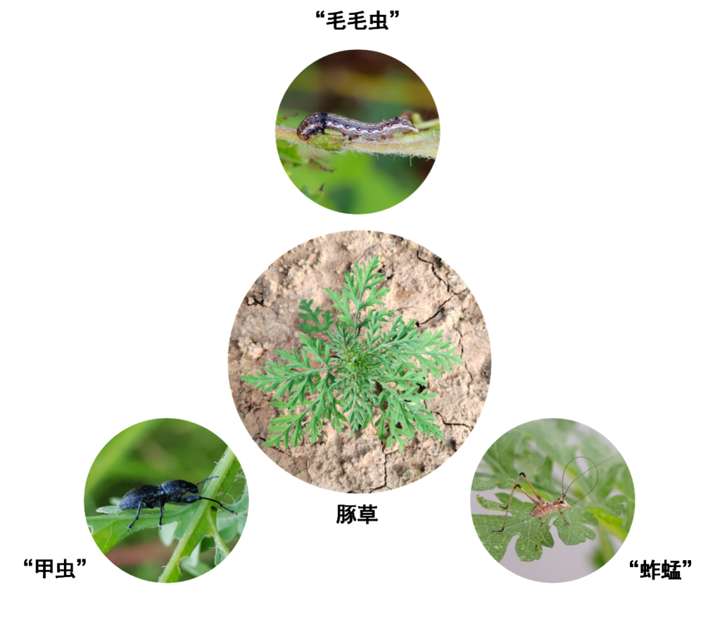 “省吃俭用”才是长久之道，植物也懂！