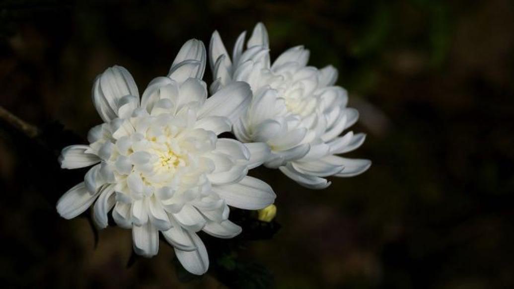 分子生物学家姚孟肇逝世,享年76岁