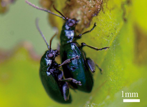 自然界的“跳跃高手”：蓟跳甲启发科学家发明出燃爆推进系统！