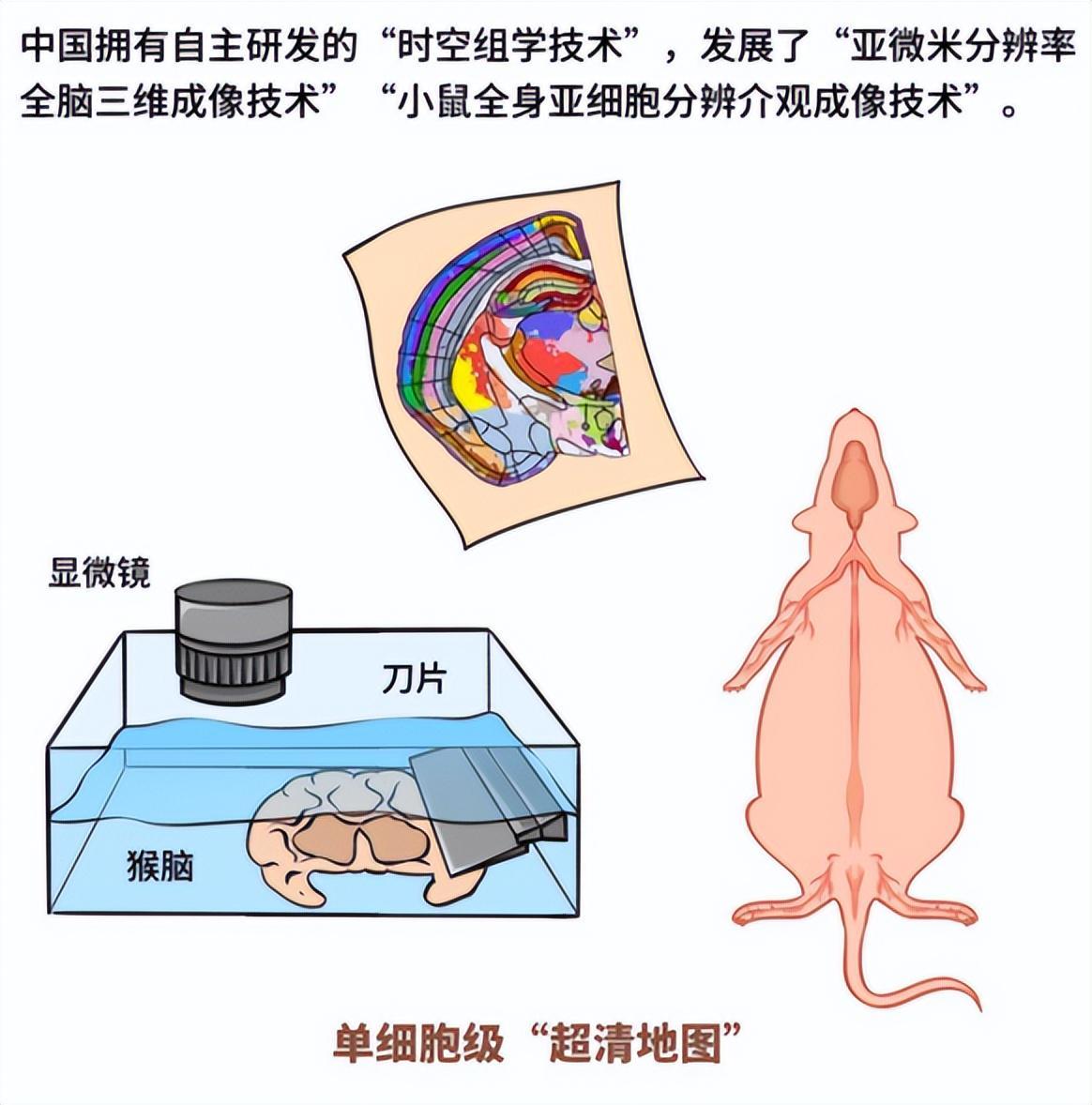 大脑探索新突破！中国科学家成功绘制高精度“脑地图”