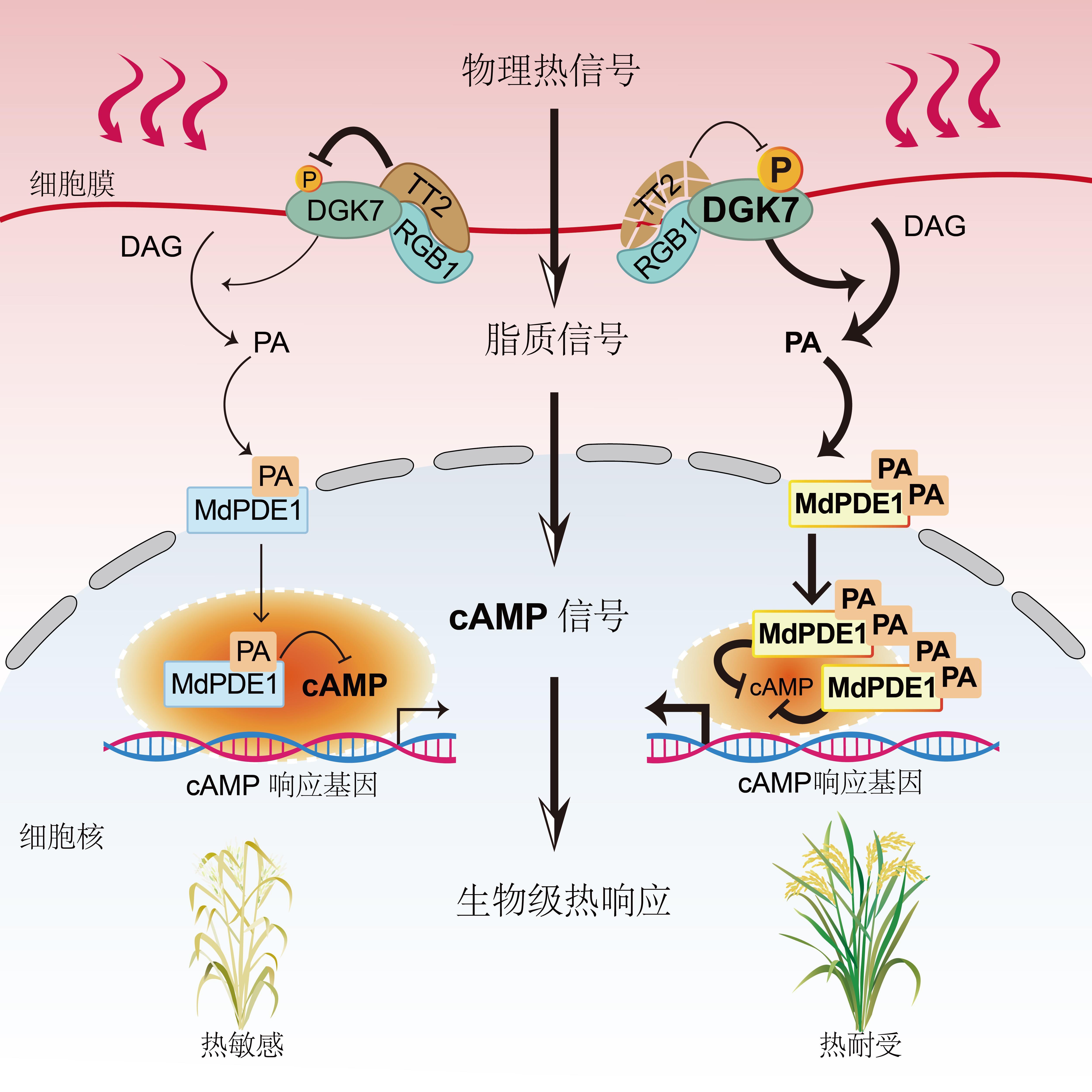 高温天气粮食减产怎么办？中国科学家破译水稻“耐热”密码
