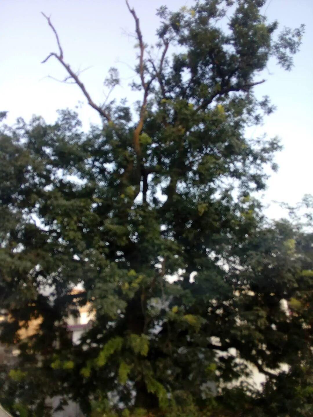 这棵大树子，究竟是什么树？| 小河丁丁