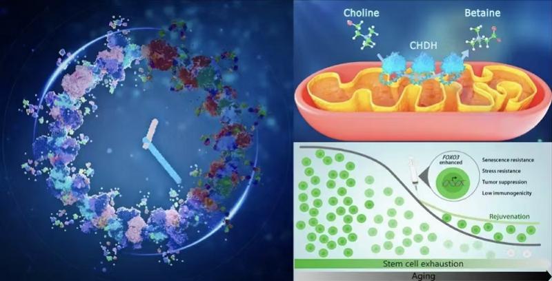 大脑神经能再生，器官衰老可量化！中国生命科学十大进展出炉