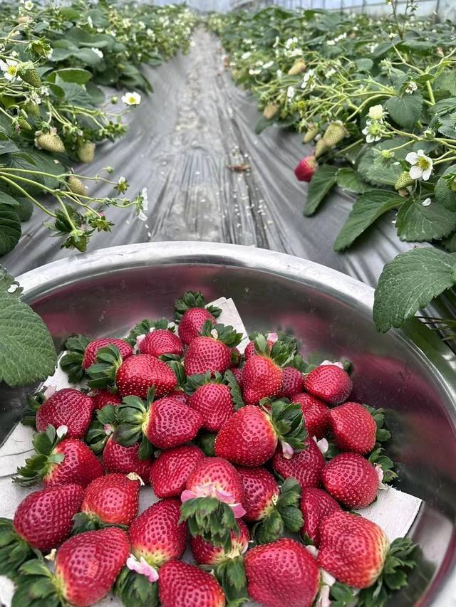 这也太贵了吧？！草莓界“爱马仕”300元一斤，电商平台销量“个位数”