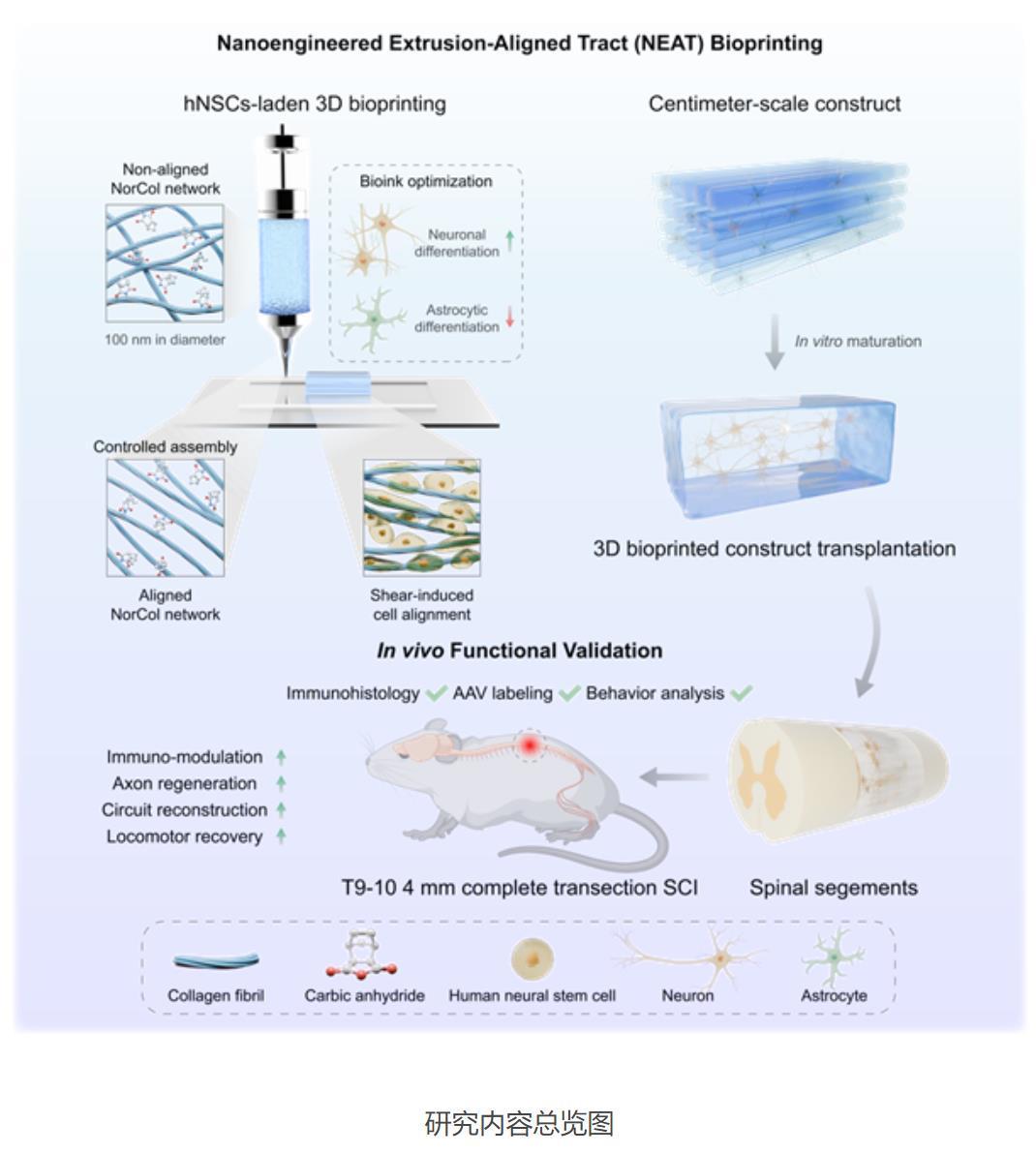 科学家开发出新型生物3D打印技术