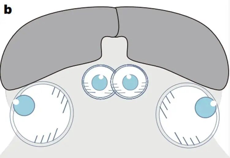 寒武纪时期的鱼竟有四只眼睛，自带全景视觉系统