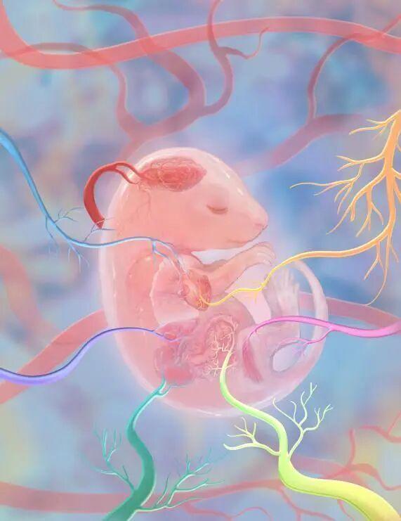 我国科学家破译器官血管“成长地图”