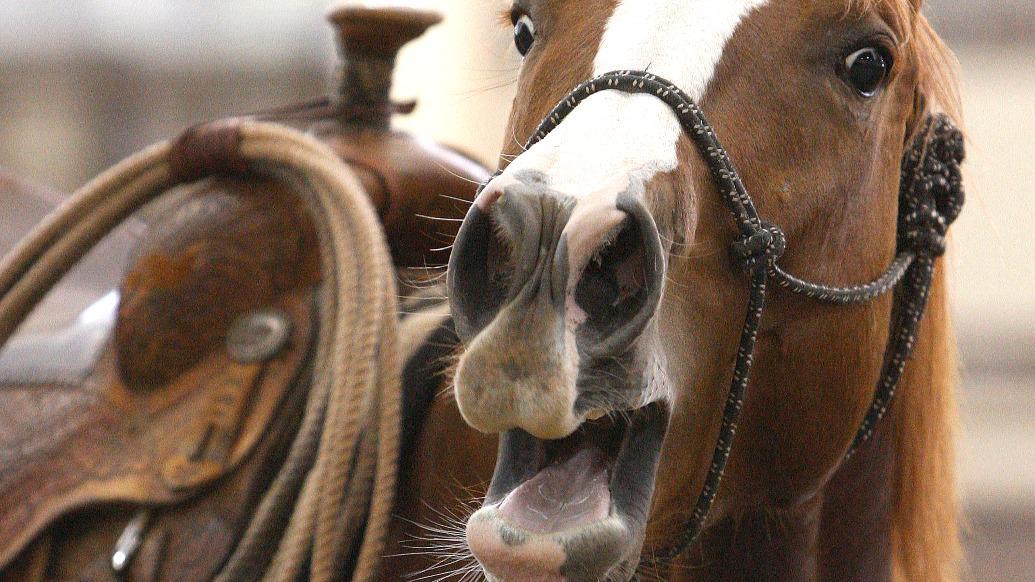 马儿嘶鸣为何高亢?研究揭示马的“双声部”发声方式