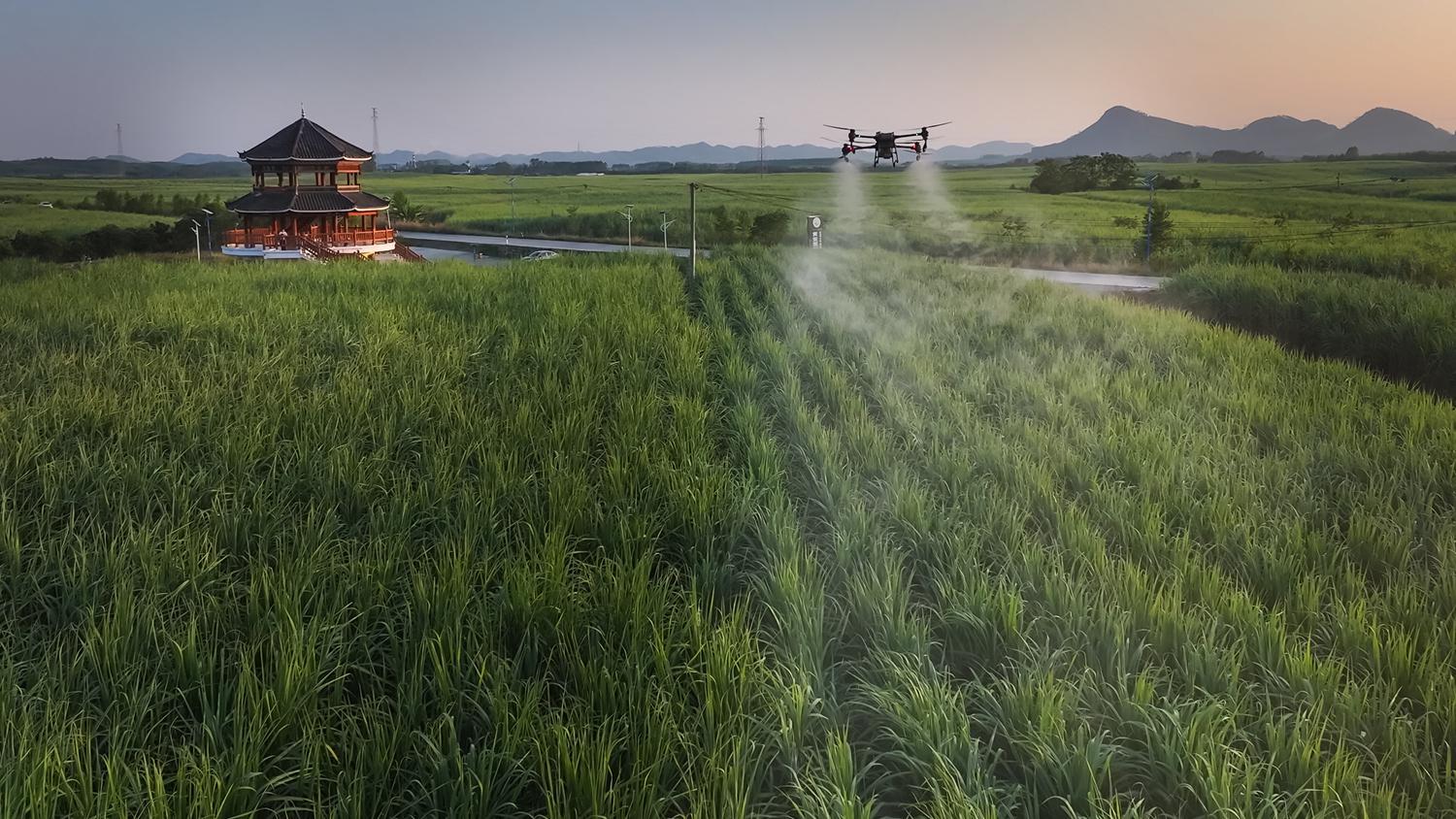 因地制宜发展新质生产力|广西来宾：人工智能助力“一根甘蔗”撑起百亿产业