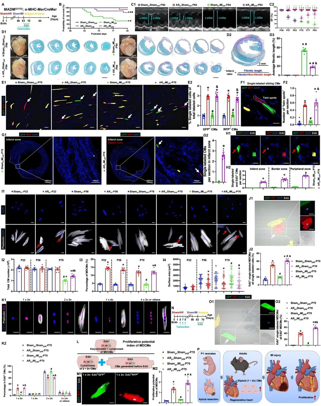最新发现解锁未来心脏“修复密码”