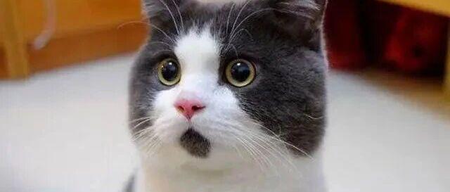 突传利空！史上最大规模裁员！