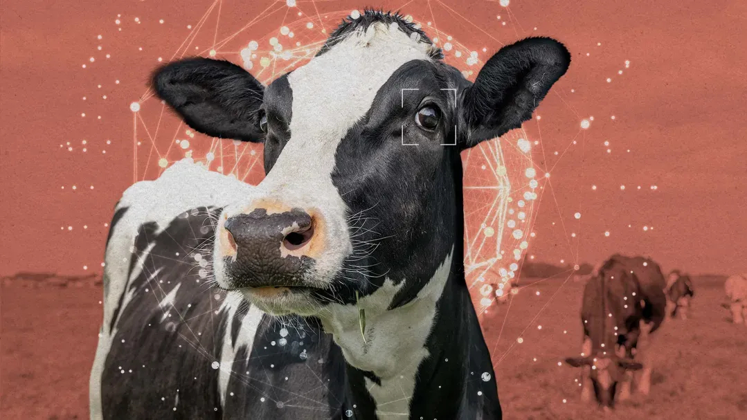 AI会关心动物的死活吗?湾区动物保护圈盯上了AI