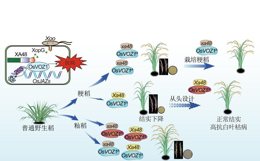 大禹治水让水稻丢了抗病基因？上海科学家帮忙找回并增强，登上《自然》