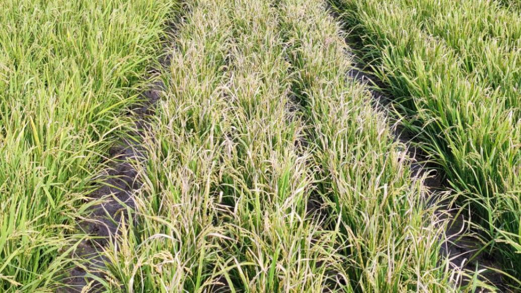 水稻育种新突破：中国科学家揭示免疫驯化机制与广谱抗病育种技术