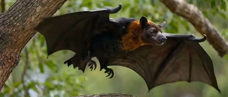 干翻字节Seedance 2.0！神秘“快乐小马”模型引全网竞猜