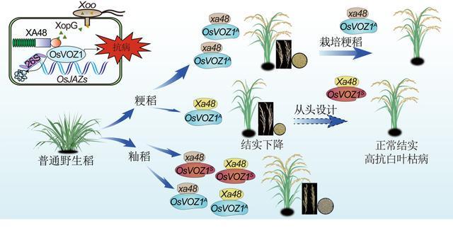 籼稻与粳稻“防御武器”不一样?中国科学家二十年找到水稻“免疫开关”