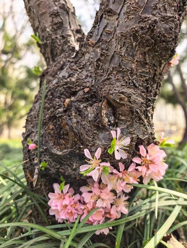 什么是应激性开花?南林大专家:这是植物在逆境条件下的生存策略