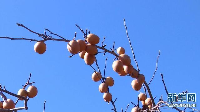 梦境中的甜蜜滋味，解析梦到吃梨的深层含义