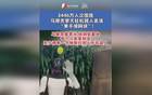 泉金海上航线春节期间航班调整 除夕初一各停航4个班次