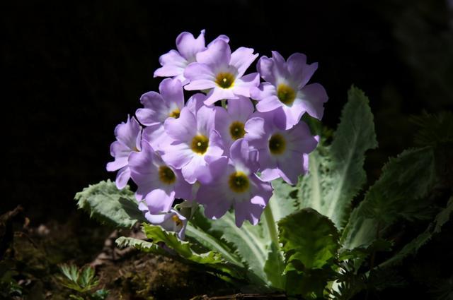 冬天开的花有哪些（冬天开的花有哪些_(花名、颜色)）