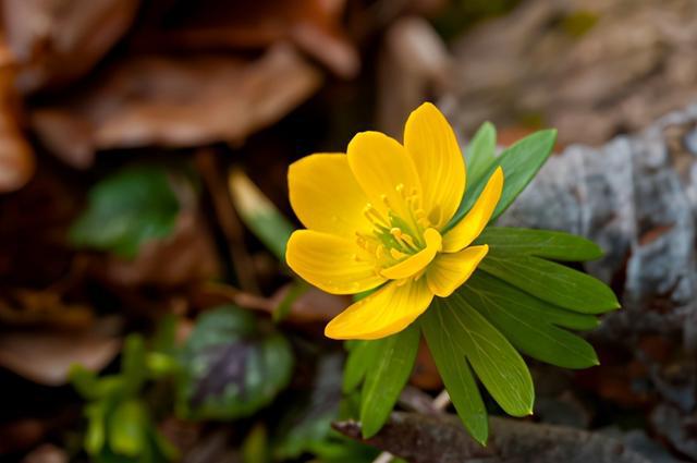 冬天开的花有哪些（冬天开的花有哪些_(花名、颜色)）