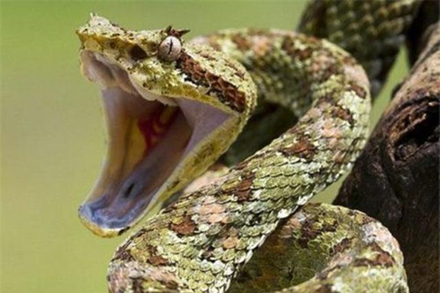 梦境解析，蟒蛇与毒蛇交织的深层含义