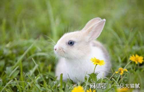 梦境解析，梦见朋友杀兔子——深层心理寓意的探索
