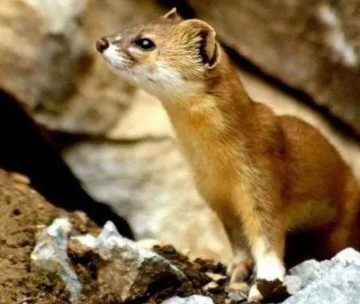 梦游黄泉，以黄鼠狼之姿，穿越狐狸引路的幽冥之旅