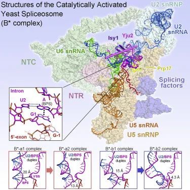 图片[17]-盘点：师从施一公的「世界最具潜力女科学家」白蕊的 8 篇 CNS - 如意-如意