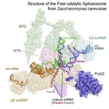 图片[13]-盘点：师从施一公的「世界最具潜力女科学家」白蕊的 8 篇 CNS - 如意-如意