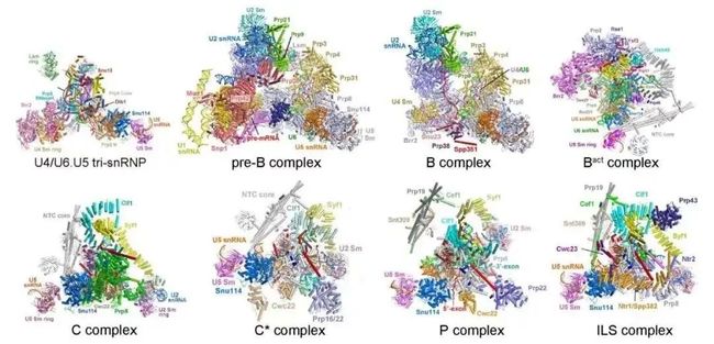 图片[2]-盘点：师从施一公的「世界最具潜力女科学家」白蕊的 8 篇 CNS - 如意-如意