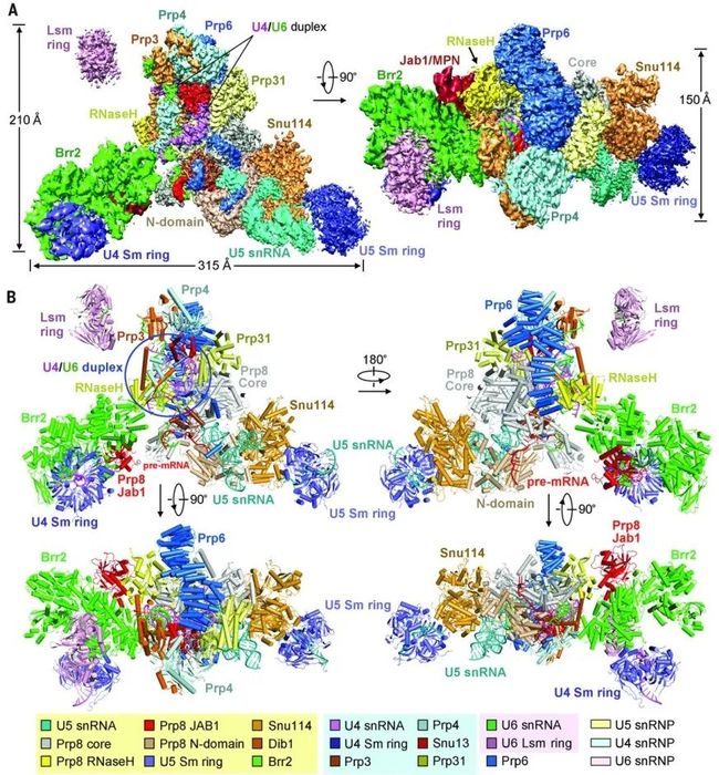图片[4]-盘点：师从施一公的「世界最具潜力女科学家」白蕊的 8 篇 CNS - 如意-如意