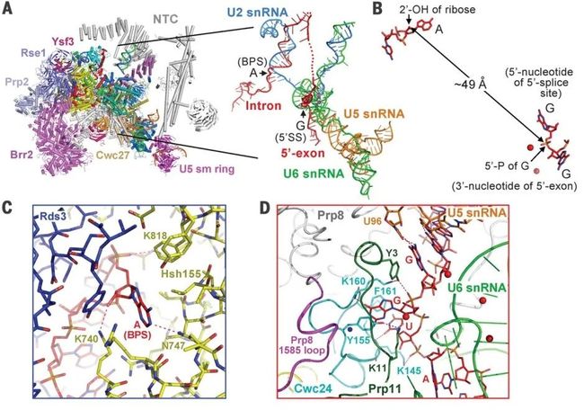 图片[6]-盘点：师从施一公的「世界最具潜力女科学家」白蕊的 8 篇 CNS - 如意-如意