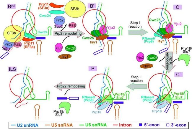 图片[10]-盘点：师从施一公的「世界最具潜力女科学家」白蕊的 8 篇 CNS - 如意-如意