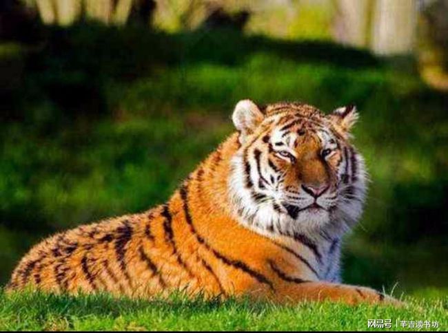 解梦遇见老虎，梦境中的力量与勇气考验