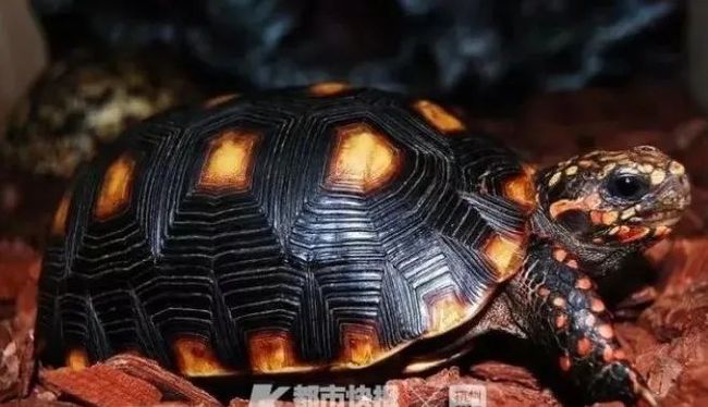 梦境迷踪，解析梦见捉龟与鳖的深层寓意