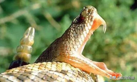 梦境迷雾，解密梦到多蛇与牙齿掉落的深层寓意