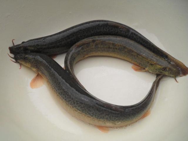 梦见满沟都是泥鳅和黄鳝，探索梦境背后的深层含义与心理解析