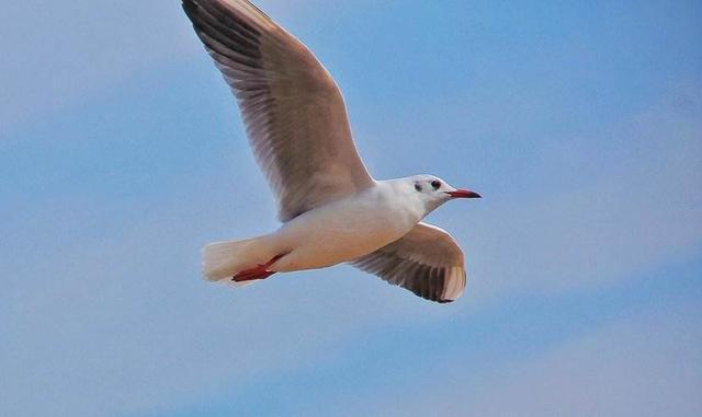 梦见鸟类在空中自由飞翔，预兆与心灵深处的启示