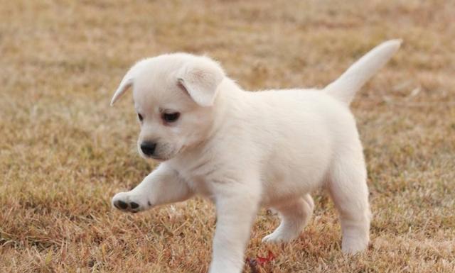 梦见狗咬自己的手，梦境背后的深层含义与解析