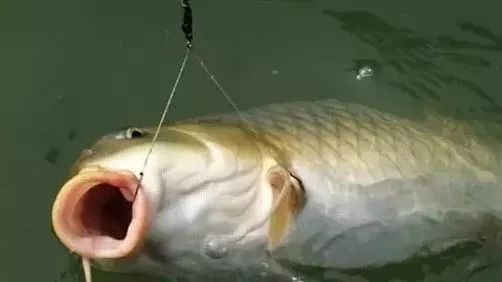 梦游流水间，解析频繁梦见在流动水域中捕捉众多鱼类的深层含义